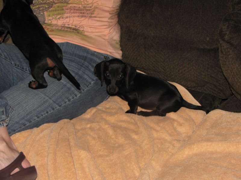 Puppies!!
