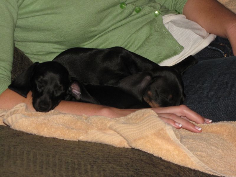 Puppies!!
