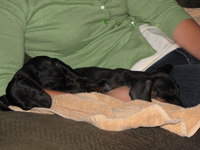 Puppies!!
