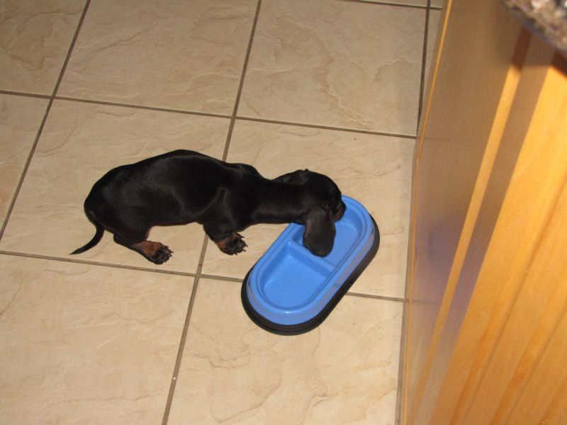 Puppies!!
