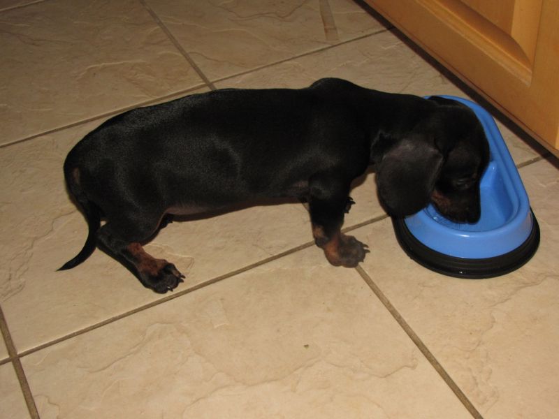 Puppies!!
