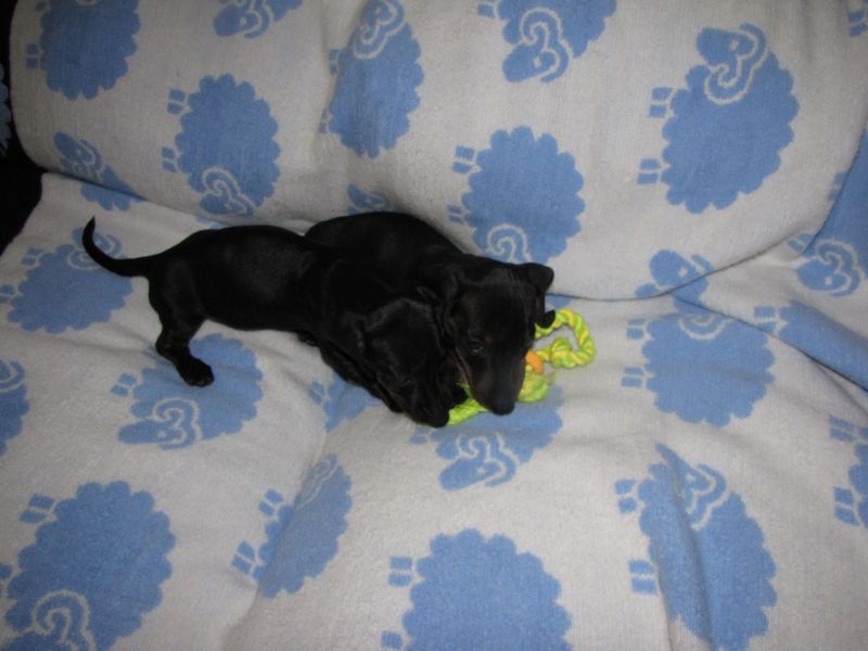Puppies!!
