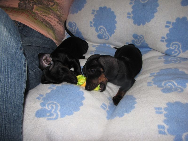 Puppies!!
