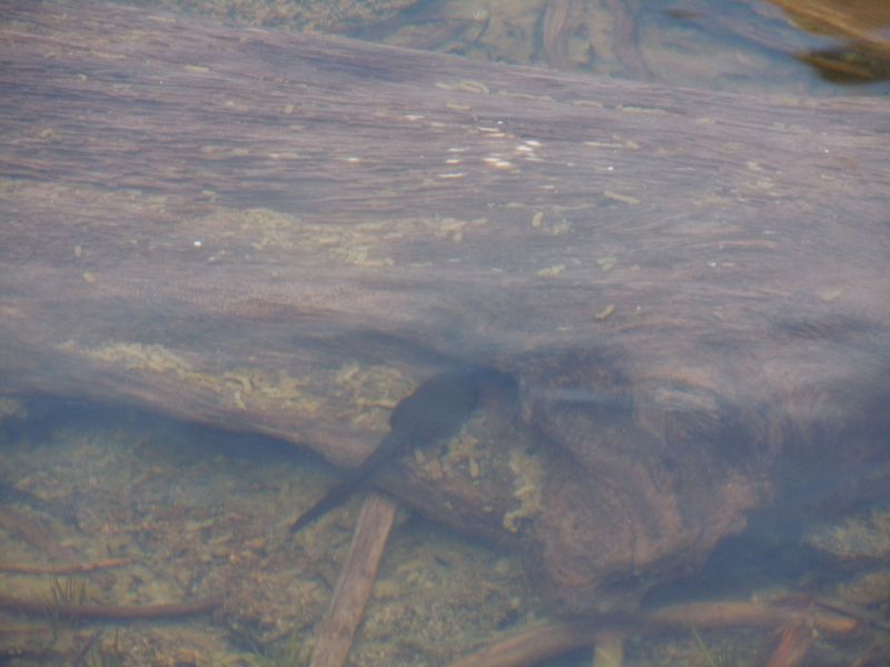 DSCN1171.JPG