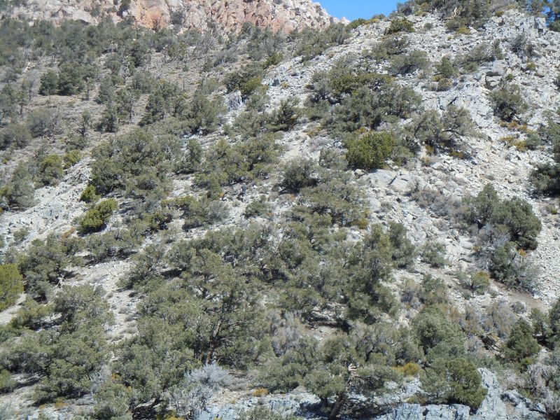 Panamint City 2013
