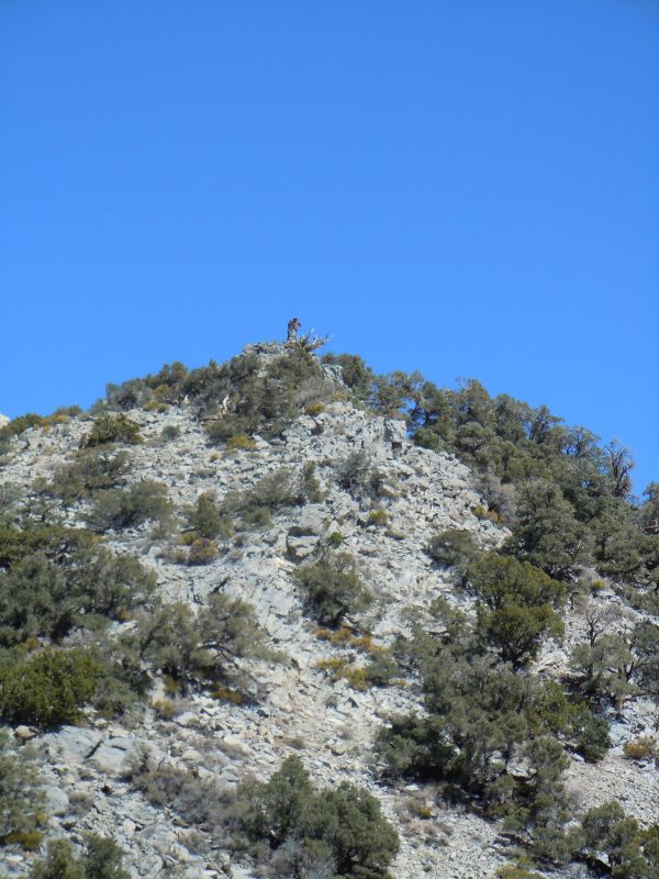Panamint City 2013
