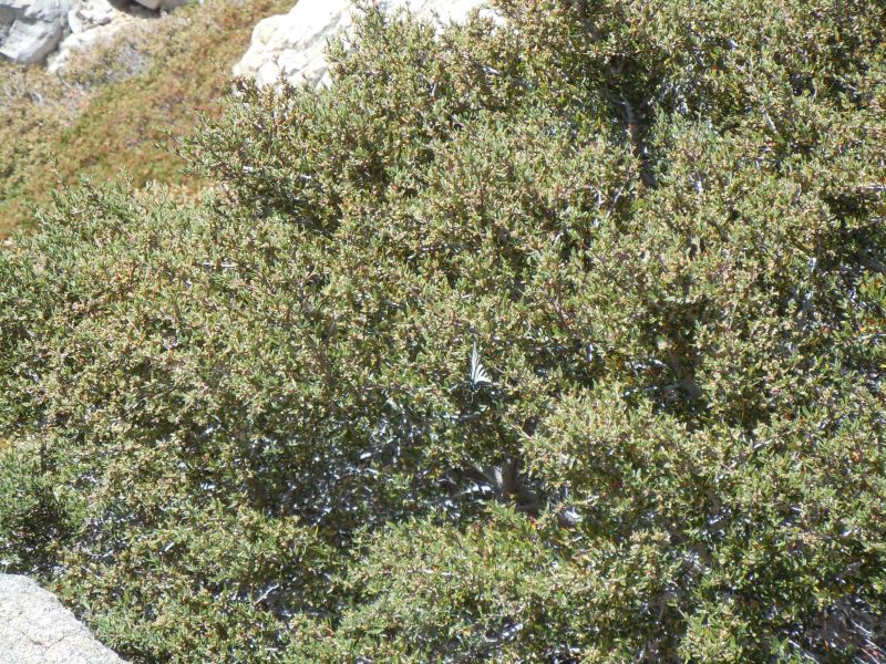 Butterfly at Ontario Peak
