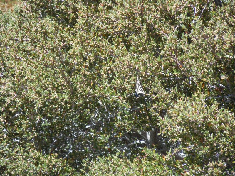 Butterfly at Ontario Peak
