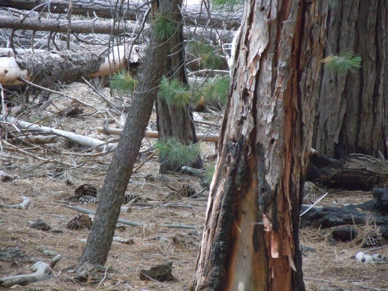 Tail feathers of a grouse in there somewhere
