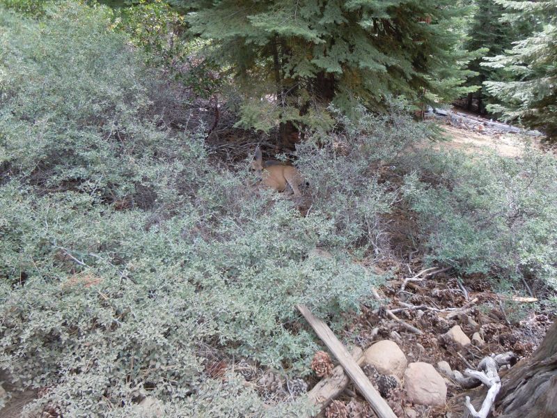 Doe bedded down maybe 8 feet from trail
