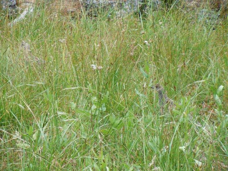 DSCN1758.JPG