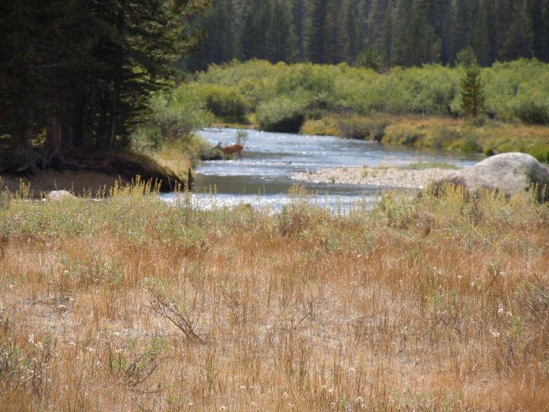 Doe in Tuolumne river
