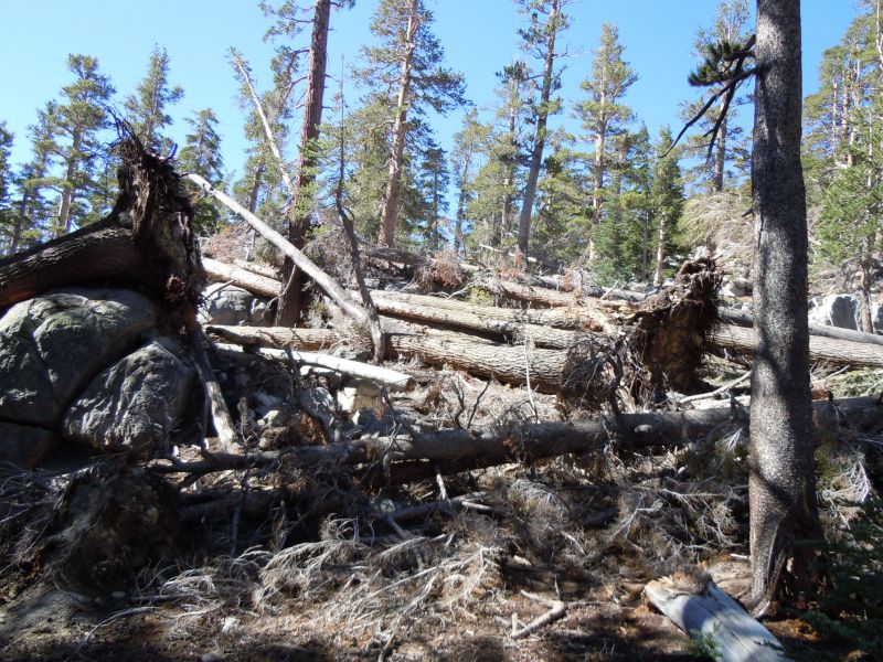 2011 Windstorm Damage
