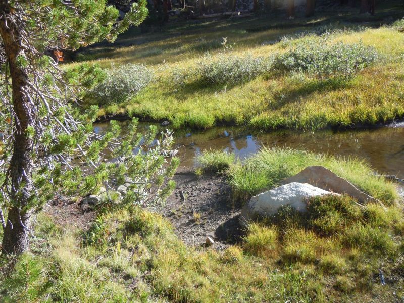 metric s-ton of fish in creek...
