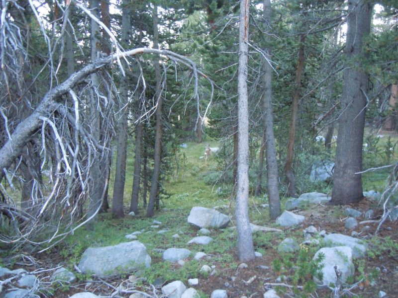 Deer below Sally Keyes lakes
