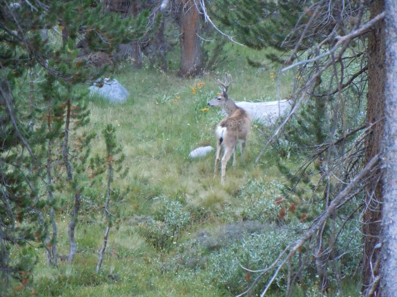 Nice deer
