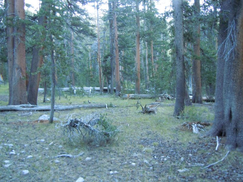Deer Butt...
