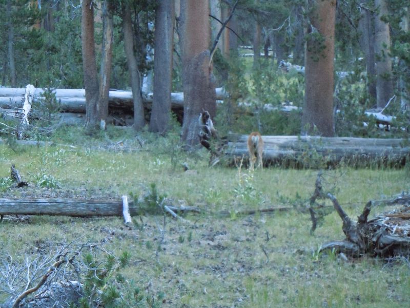 Deer Butt...
