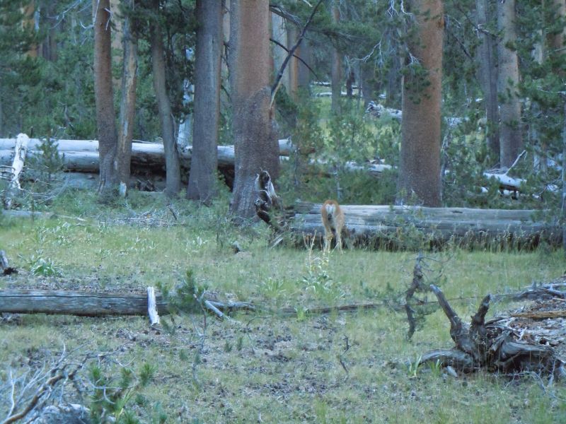 Deer Butt...
