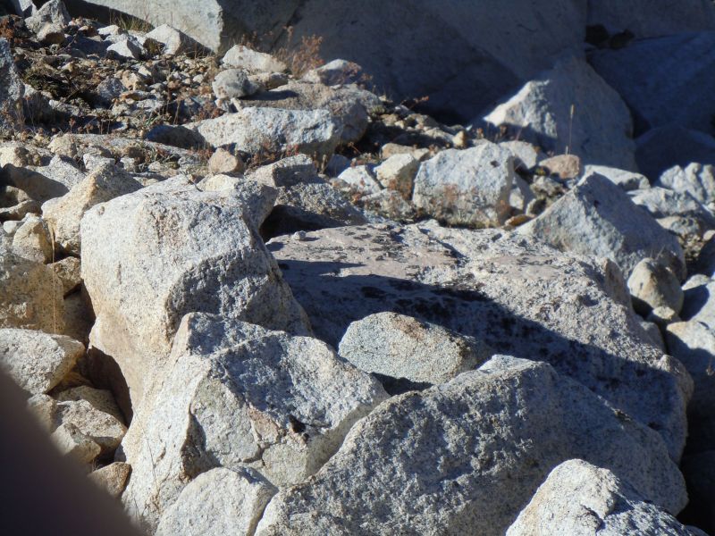 There was probably a Pika in the picure at one point....
